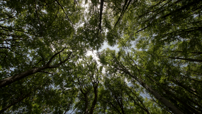 Sustainability in packaging: What does it mean?